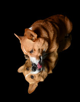 DOGS ON MIRRORS