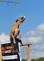 Dog Dock Diving