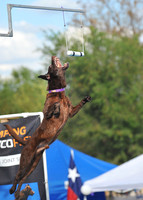 Dog Dock Diving