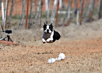 Boston Terrier