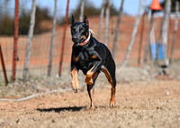 Doberman