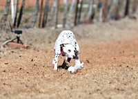 Dalmatian