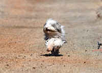 Bearded Collie/Sheepdog