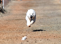 Samoyed