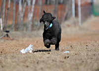 Standard Poodle