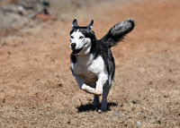 Husky