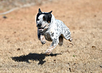 Australian Cattle Dog