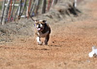 Bulldog