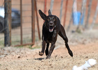 German Shorthair Pointer
