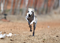 Whippet