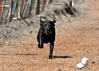 Labrador Retriever