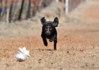 Boykin Spaniel