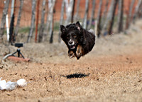 Australian Shepherd