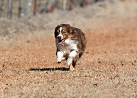 Miniature American Shepherd