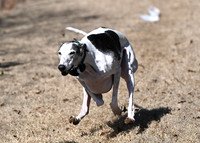 Greyhound