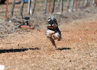 Miniature Schnauzer