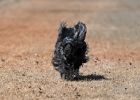 Cocker Spaniel