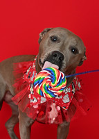LOLLIPOPS