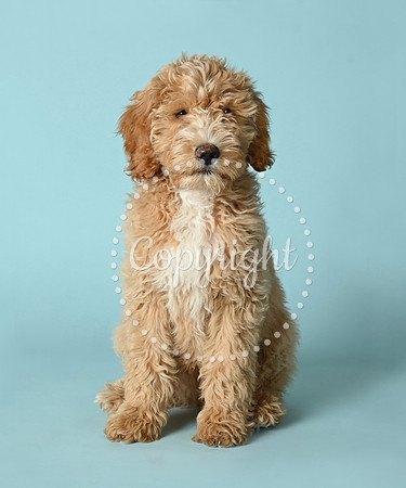 BISCUIT.jpg hi res