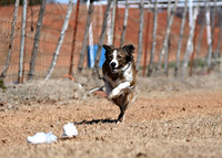 Border Collie