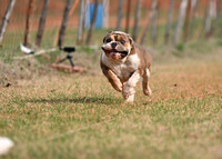 BULLDOG