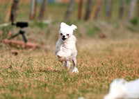 WHITE MINIATURE POODLE