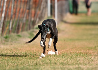 GREYHOUND