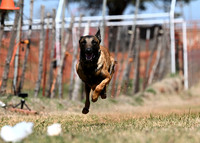 MALINOIS