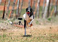 WHIPPET