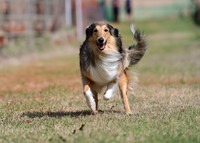 COLLIE