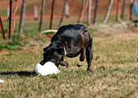 PEPPER