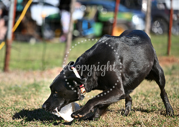DSC_5201 C