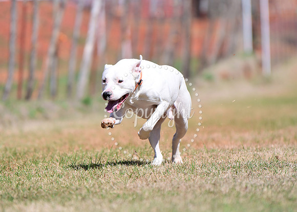 DSC_2820 C