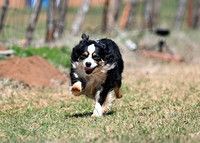AUSTRALIAN SHEPHARD