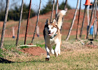 HUSKY/MALAMUTE