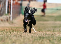 SPANIEL