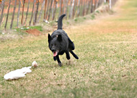 BLACK SHEPHERD