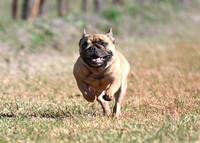 FRENCH BULLDOG