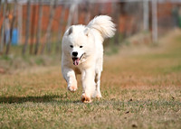 SAMOYED