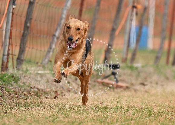 DSC_1306 C