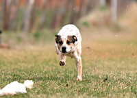 CATTLE DOG