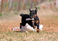 MIN PINSCHER