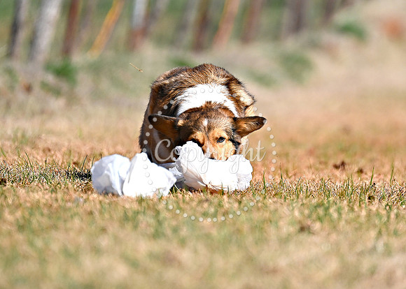 DSC_6585 C
