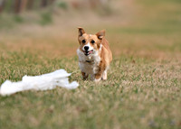 CORGI