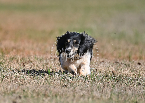 DSC_6057 C