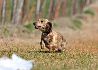 DASCHOUND