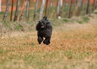 POODLES