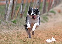 BORDER COLLIE