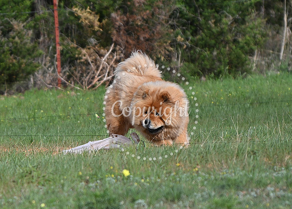 DSC_0716 C