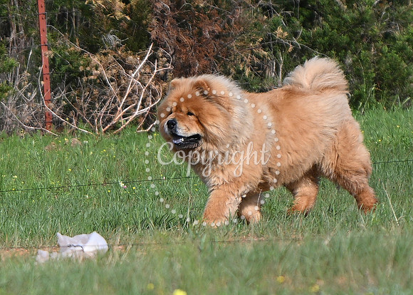 DSC_0560 C